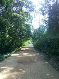 Empty road along trees