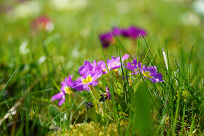 Close-up of purple flowering plants on field