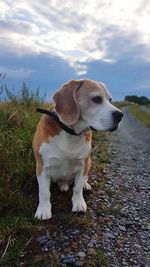Dog looking away on field