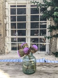 Potted plants in backyard