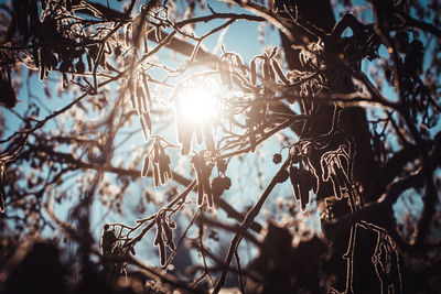 Low angle view of dry plants against sky