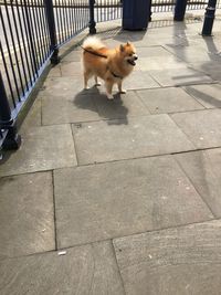 High angle view of dog walking on footpath