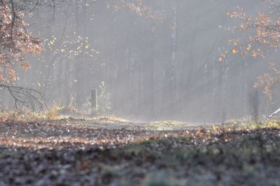 Early morning forrest 