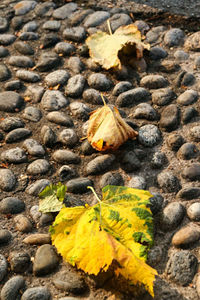 High angle view of yellow flowers on autumn leaves