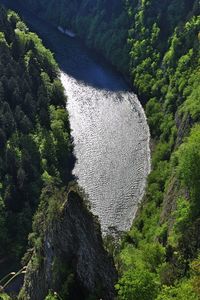High angle view of trees growing in forest