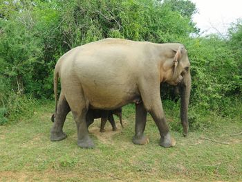 Elephant standing in a field