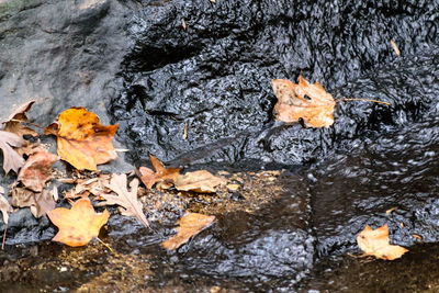 Autumn leaves in water