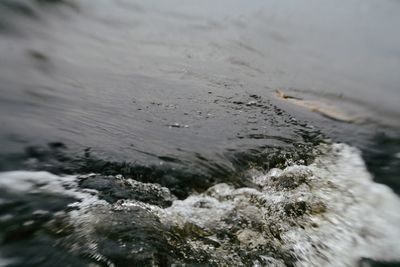 Trees in water