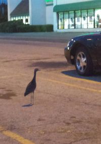 Bird on car