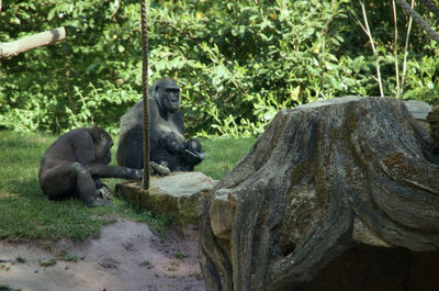 Monkey sitting on field