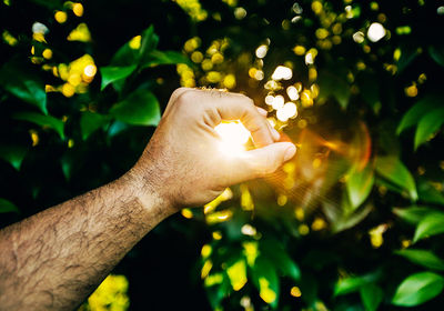 Close-up of hand by tree against plants