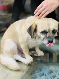 Close-up of hand holding puppy