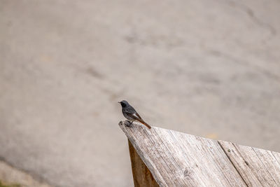 Close-up of bird perching on wood against wall