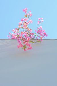 Low angle view of flowers against clear blue sky