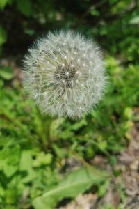 Close-up of dandelion flower on field