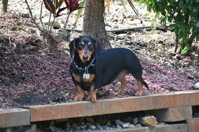 Dog standing on field