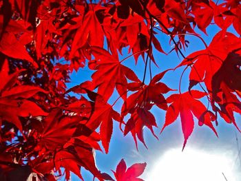 Low angle view of leaves on tree