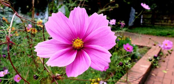 Close-up of pink cosmos flower in yard