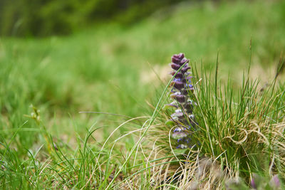 Close-up of purple flower on field