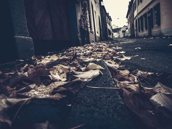 Surface level of dry leaves on street in city