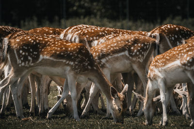 Flock of sheep grazing in a field