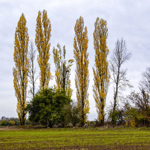 Trees on field against sky