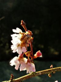 Close-up of honey bee on flower