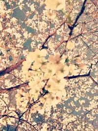 Low angle view of flowers on tree
