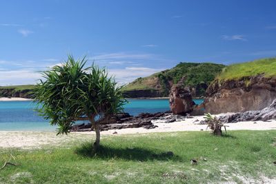 Trees on beach against sky