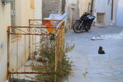 View of dog on street in city