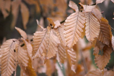 Close-up of leaves on plant during winter