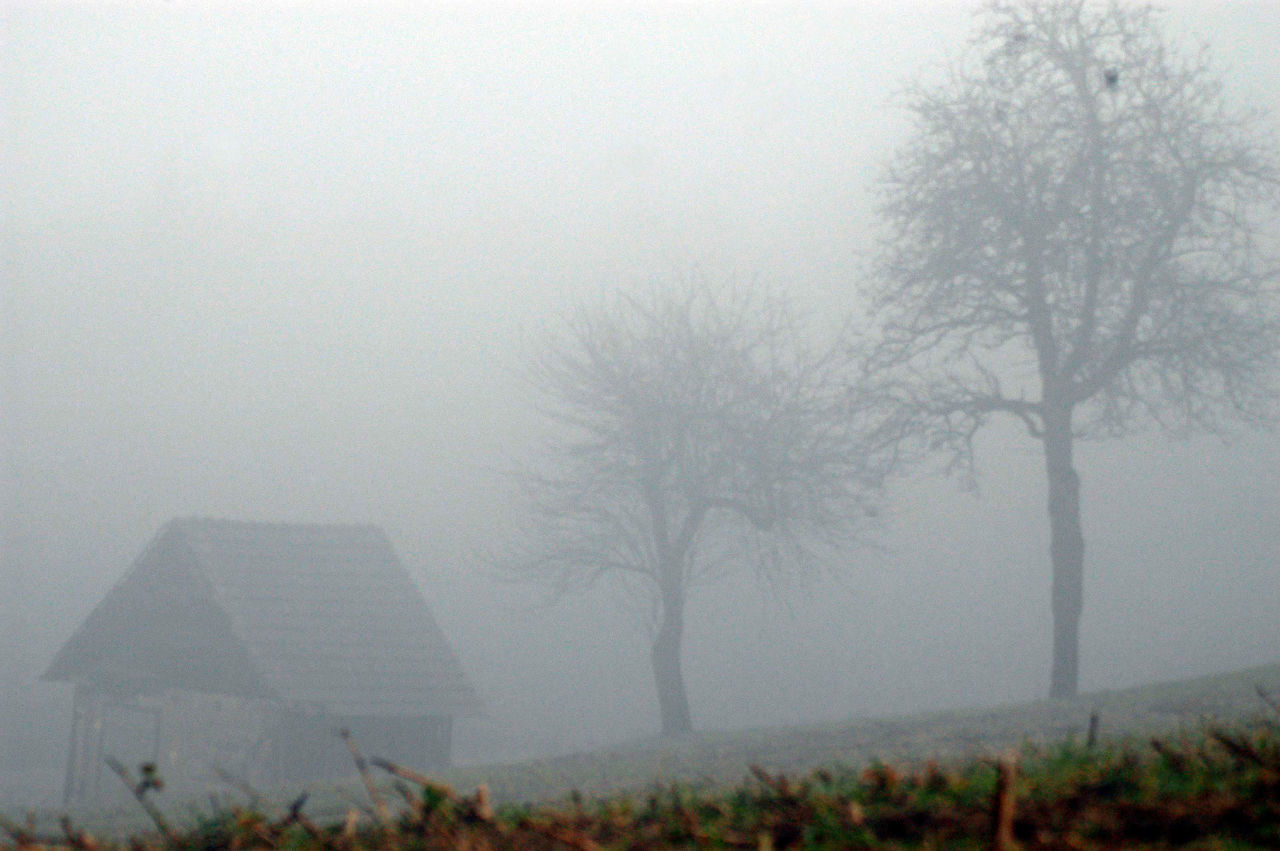 BARE TREES ON FOGGY DAY