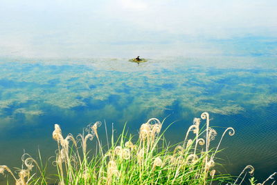 View of duck swimming in lake