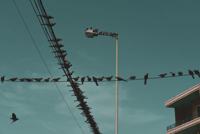 Low angle view of birds on cable against sky