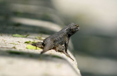 Close-up of lizard on retaining wall