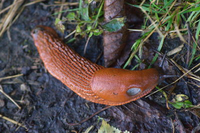 Close-up of a lizard