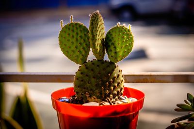 Close-up of potted cactus plant