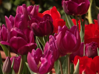 Close-up of red tulips in park