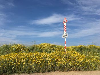 Yellow flowering plants on field against sky