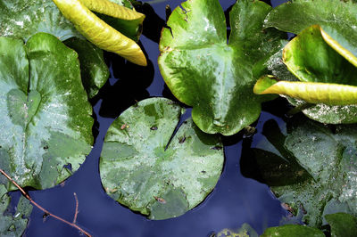 Close-up of lotus water lily