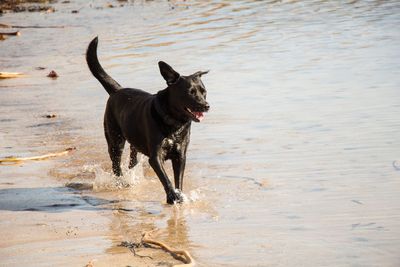 Dog running on beach