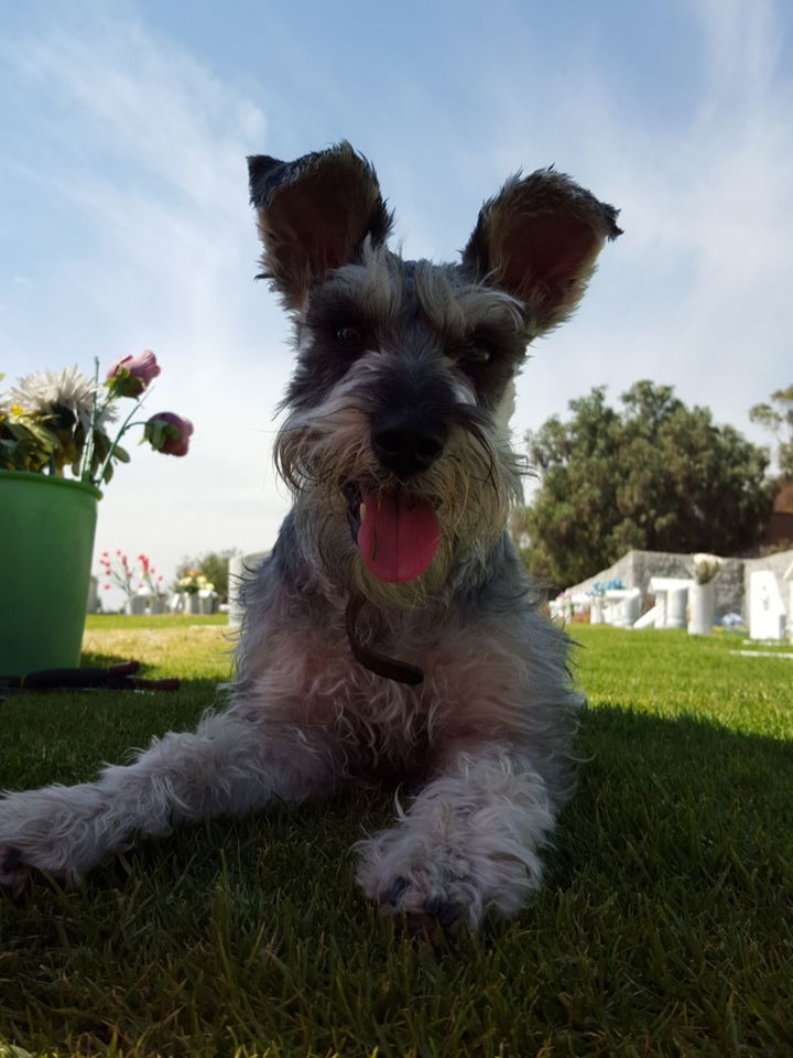 animal themes, domestic animals, mammal, one animal, pets, dog, sky, tree, two animals, day, grass, outdoors, low angle view, no people, nature, livestock, cloud - sky, field, animal hair, cloud