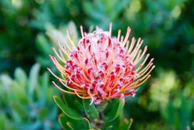 Close-up of pink flower