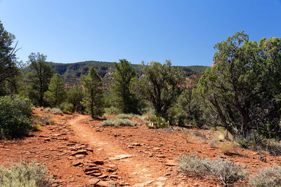 Plants growing on land against clear blue sky