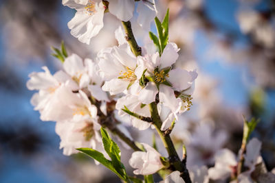 Close-up of white flowers on tree