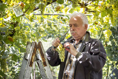 Full length of man holding fruit on tree