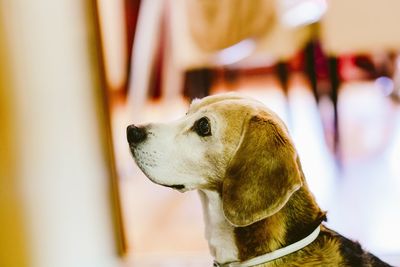 Close-up of a dog looking away