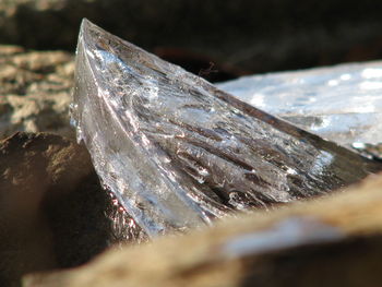 Close-up of ice on wood