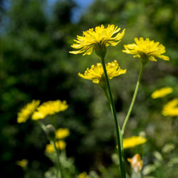 Close-up of yellow flowers