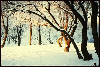 Snow covered trees in winter